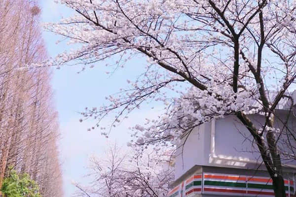 合盛硅业：罗燚累计质押股份约为9577万股