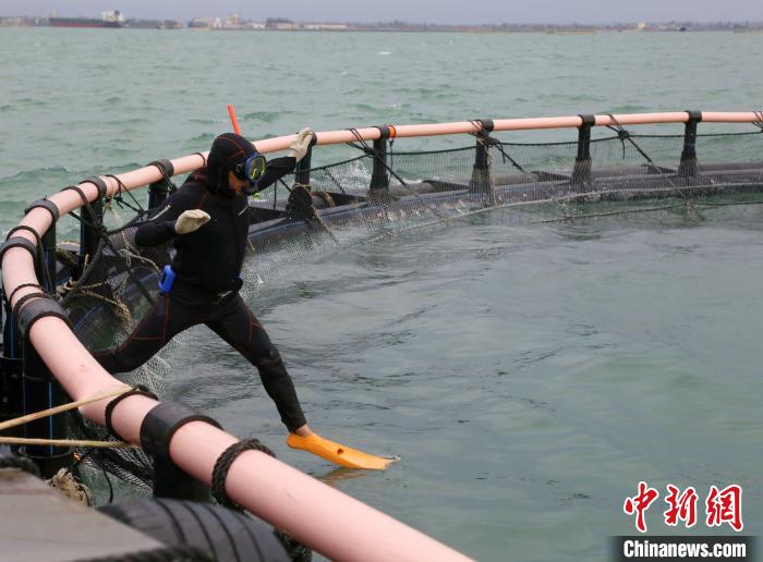 “摩羯”台风灾后海南农渔业复产“十分”努力