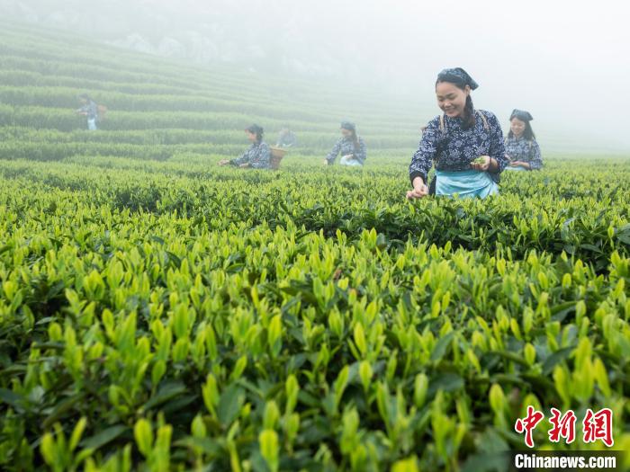 中国黑茶产业首次召开专项大会 促进全产业链协同发展
