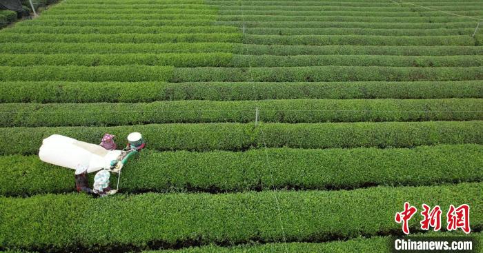 新茶饮市场带火夏秋茶 江南绿茶产区增势强劲